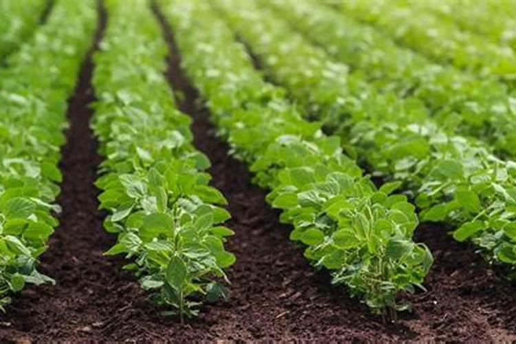 大豆肥料施用需要注意啥