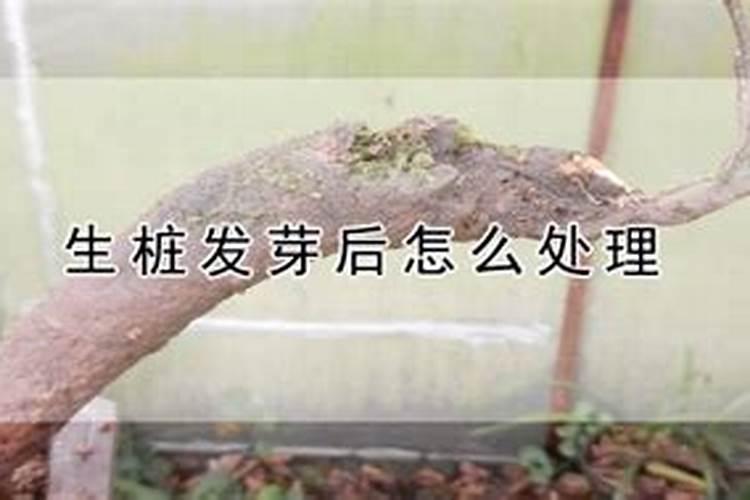 生桩黄栌发芽后叶子用氨基酸喷洒行吗？