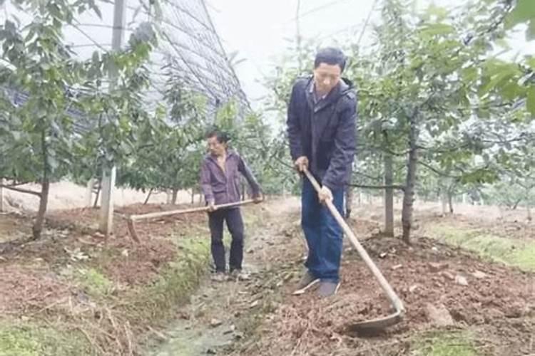 果树幼苗底肥怎样放不烧根