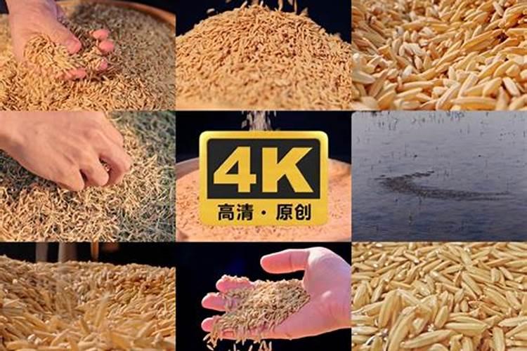谷子的种植和管理技术