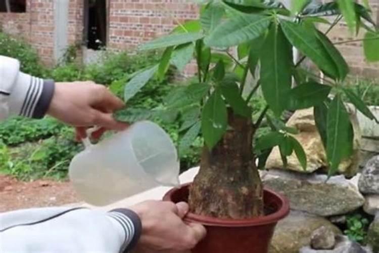 核桃树施肥多了,树叶焦了怎么办？