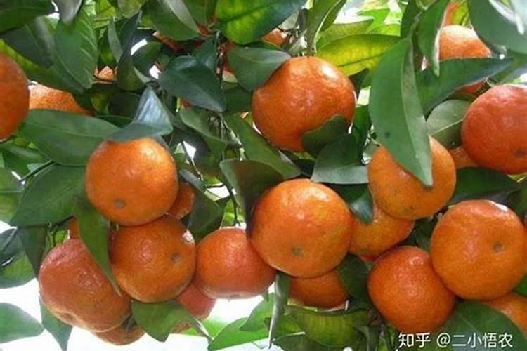 砂糖橘放哪种肥料生长最好,果子最甜