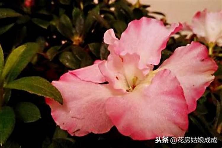 春季杜鹃花的养殖方法和注意事项