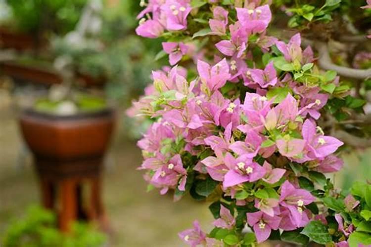 三角梅能浇硫酸亚铁吗