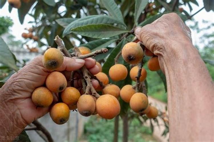 农村荒地很多,种哪些东西可以不用打理？