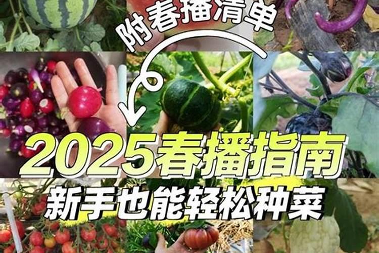 菜地怎么施肥