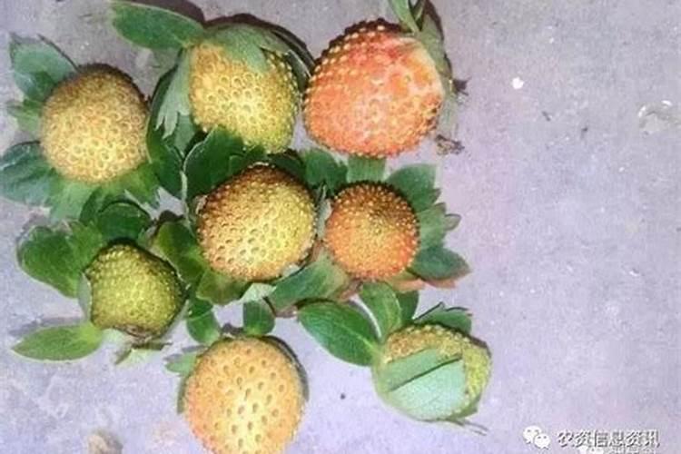 草莓果实畸形是哪些原因,请按条理列出,谢谢