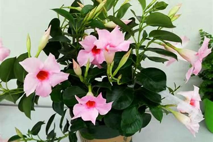 飘香藤如何施肥