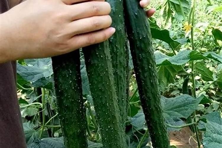 黄瓜叶面肥有哪些