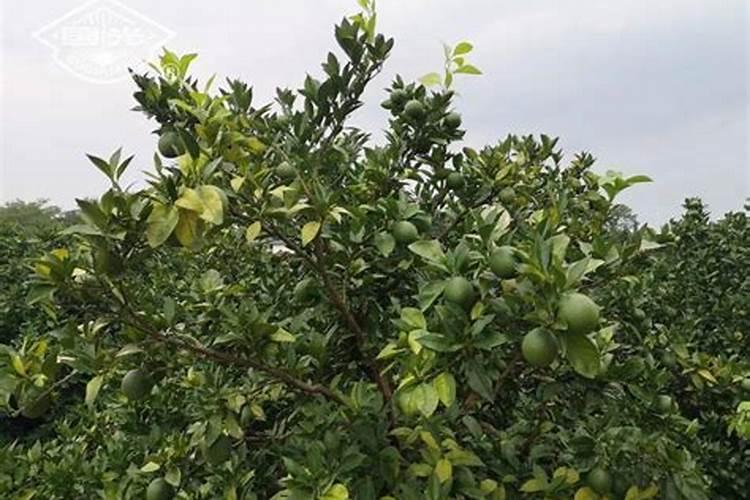 多美素为什么那么贵