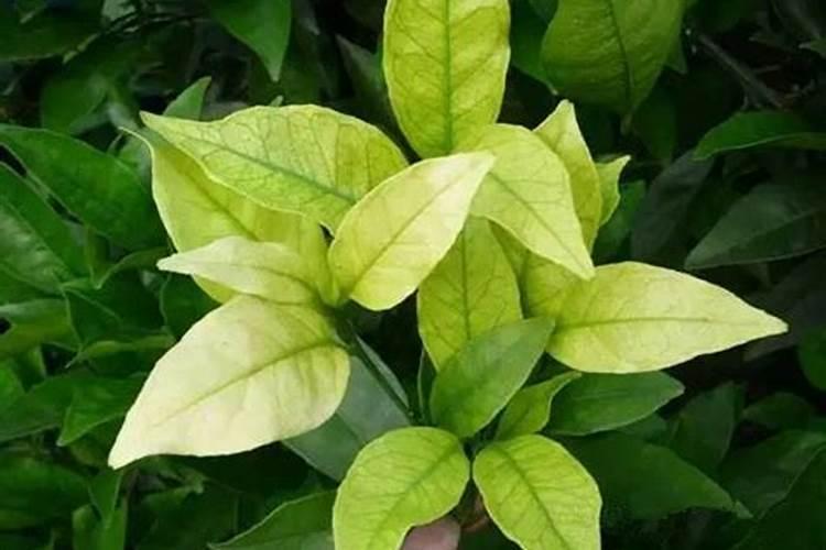 海藻糖卤肉的正确用法