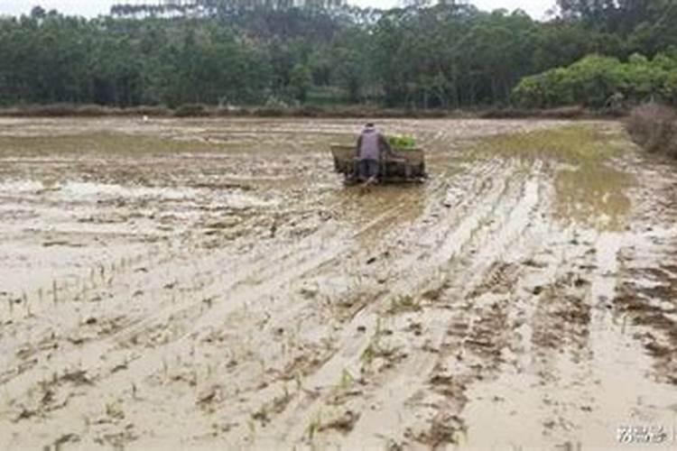 龙眼夏季高效栽培,管理技术要点有哪些？
