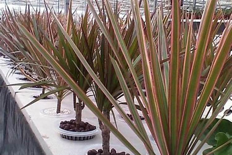 清明过后小麦还能撒尿素吗