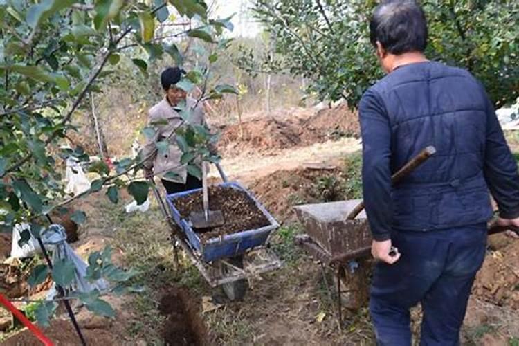 荔枝树要怎样进行施肥？