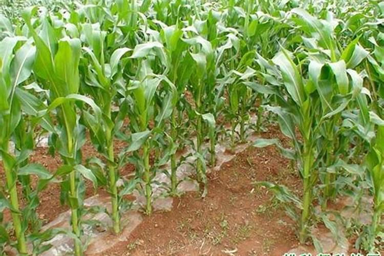 玉米需要什么样的含量肥料