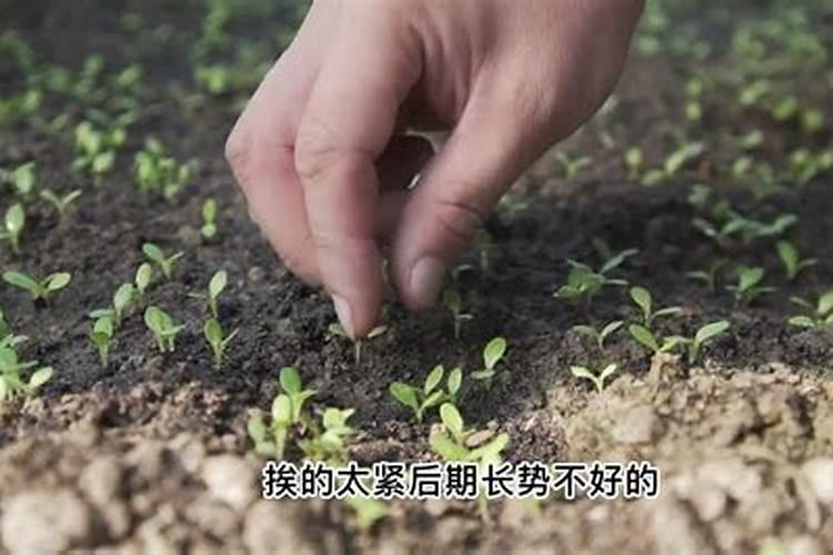 大葱烂根是什么原因打什么药啊