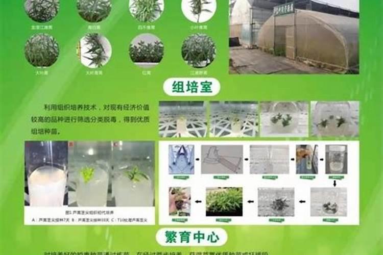 大棚芦蒿变黄是什么原因？