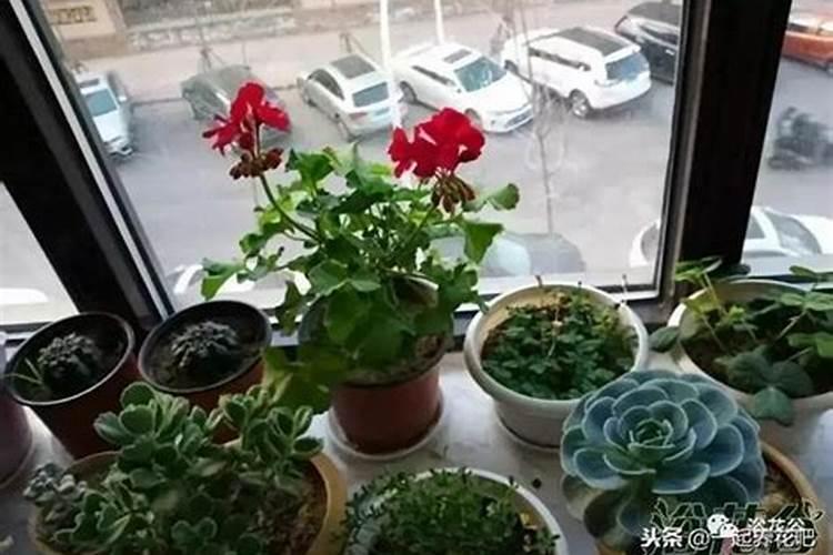 这样种植土豆,营养不损失,想不高产都难