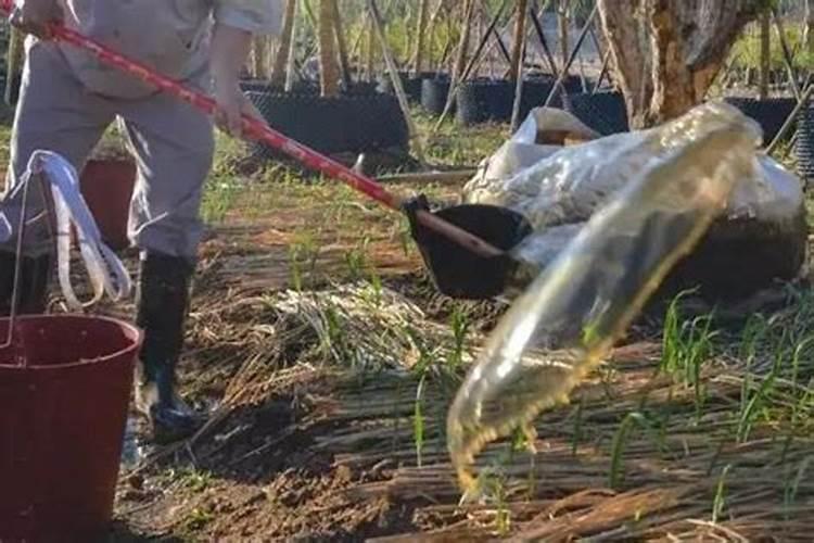 龙须兰叶子发黄是怎么回事