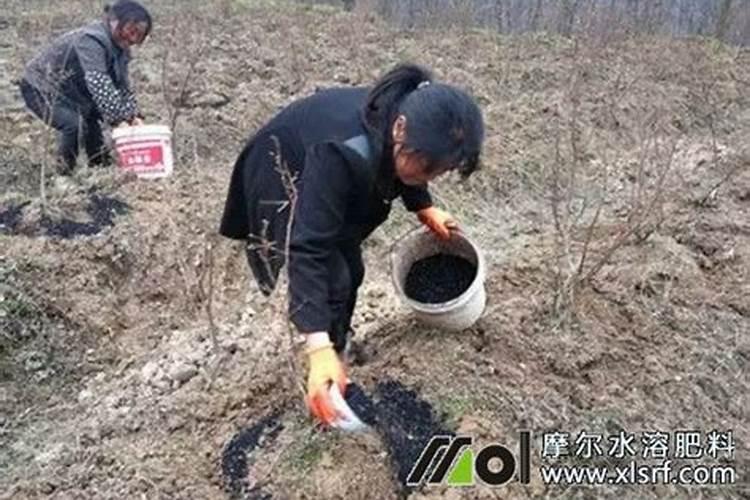 种的野菊花草长得好好的,不知为什么突然泛黄枯萎？