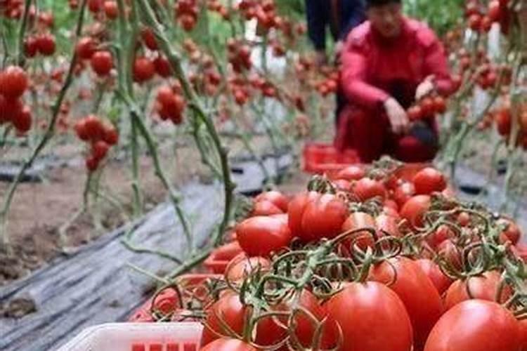 权豆3号大豆种子一亩地用多少种子？