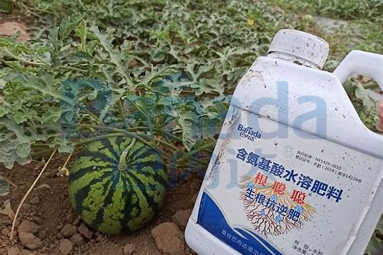 生姜底肥怎么用效果好？生姜底肥用什么肥料？