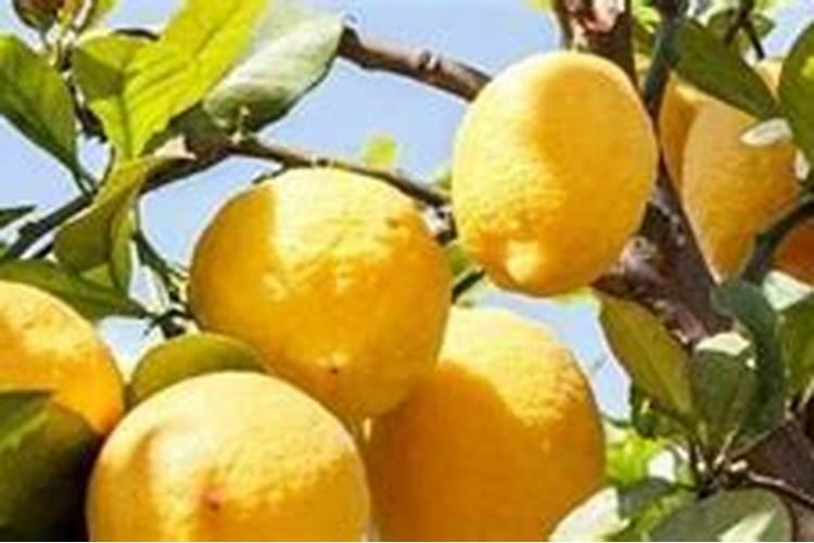 油菜种下去多久追肥最好