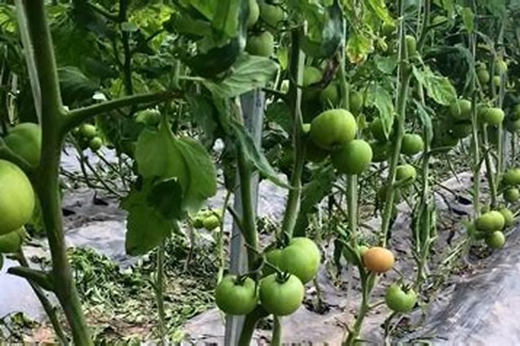 南瓜怎样掐尖打叉