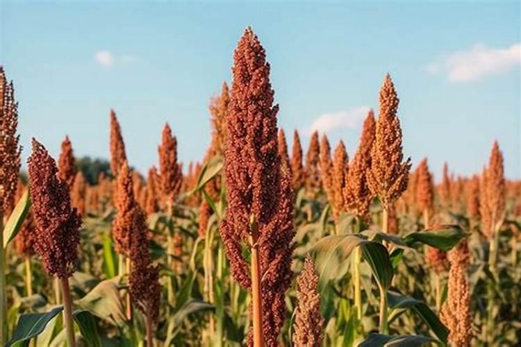 长寿花开花期间如何施肥