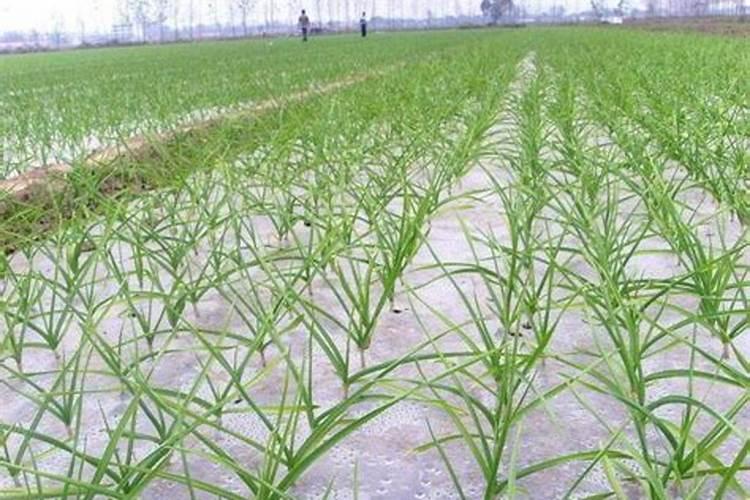 大蒜冬天怎样防冻