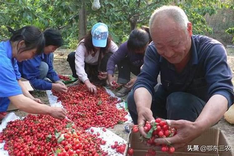哪些激素或者药物可以提高大樱桃的坐果率？