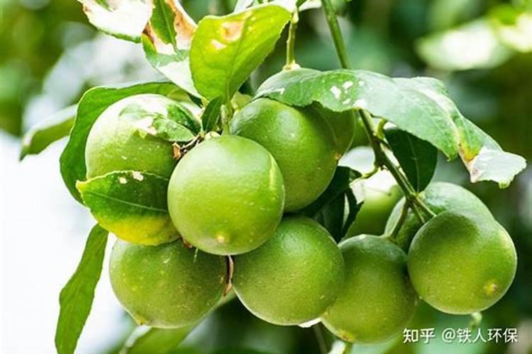 大连樱桃树苗多钱？