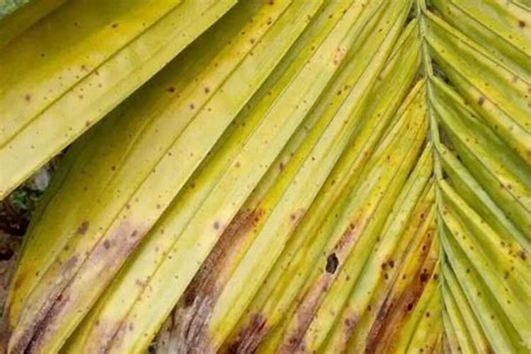 大姜与什么作物轮作好