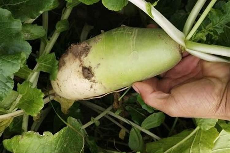 氟砜草胺能与氰氟草酯能混用吗