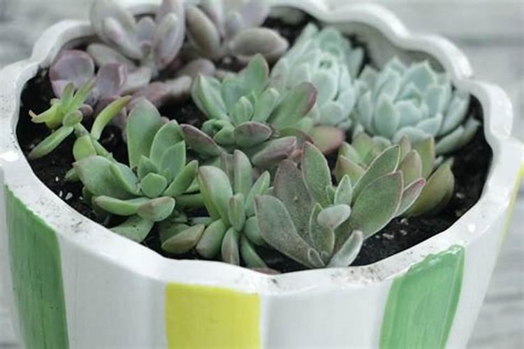 我家杜鹃花不开花,花骨朵长处就自己干了。请问什么原因？