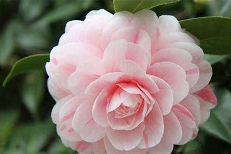 茶花多久施一次肥