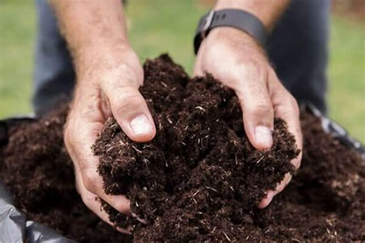 树叶可以当肥料吗？