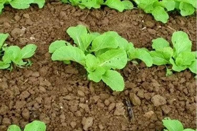 番茄处于开花期适合施加哪种叶面肥？