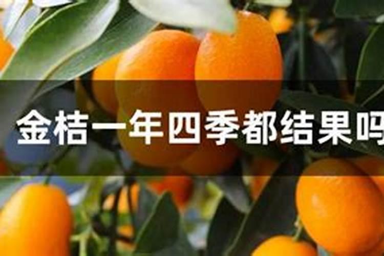 金桔树施什么肥料最好