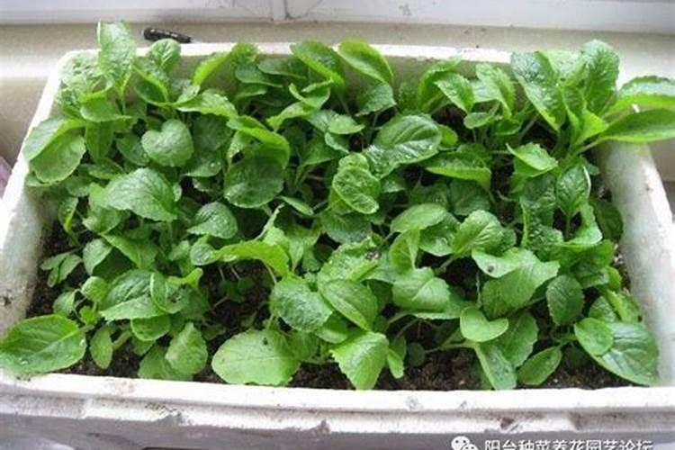 小白菜苗期可以用硼钼肥吗