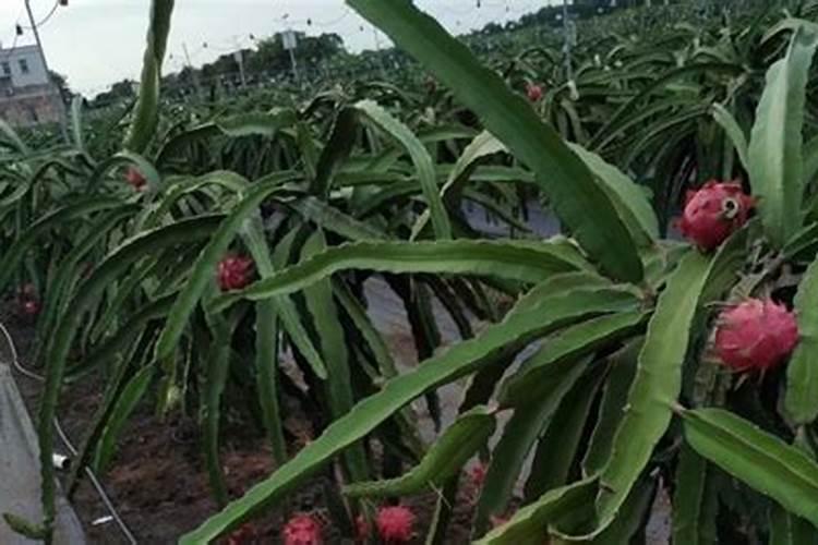 不用酵母粉怎样发面