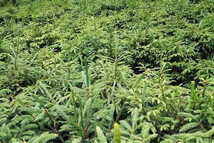 7年老移民告诉你,在西班牙巴塞罗那生活是一种什么感受？