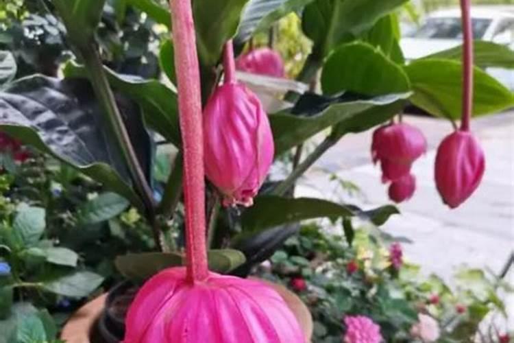 黄烟立秋后打什么杀菌剂效果好