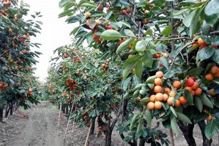 当前给柿子树追什么肥好