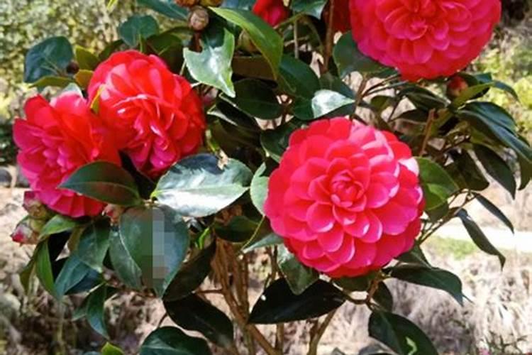 鱼腥草怎么盆栽