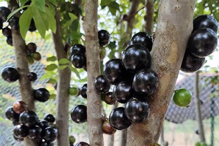 嘉宝果用什么肥料