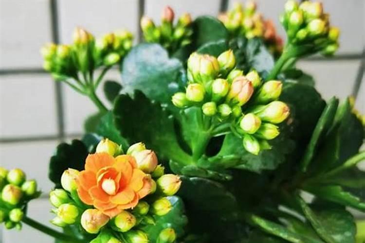 长寿花夏天怎么养施什么肥