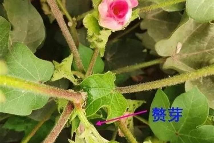 农民朋友怎么才通过简便方法辨别真假化肥？