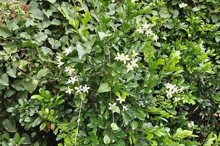 九里香九里香最好的肥料是什么怎么施？