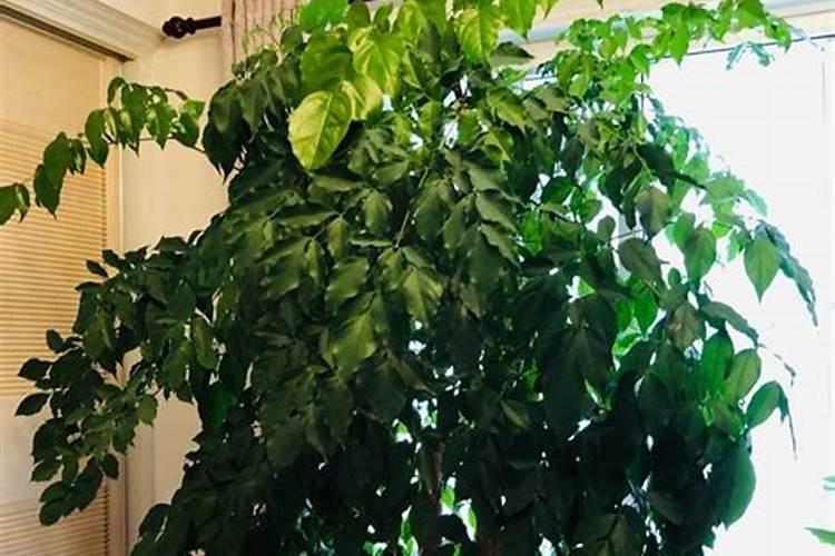 幸福树需要什么肥料,复合肥可促进植株生长